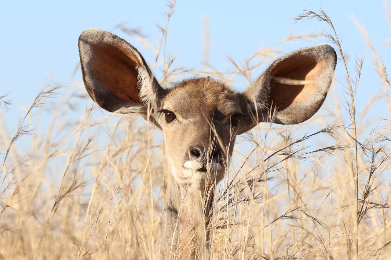 Bild på rådjur med stora öron